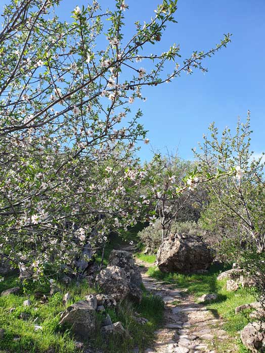 Trail between flowering almond trees, Tejeda