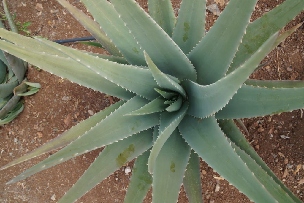 Aloe vera en Gran Canaria - visita una finca y sus propiedades