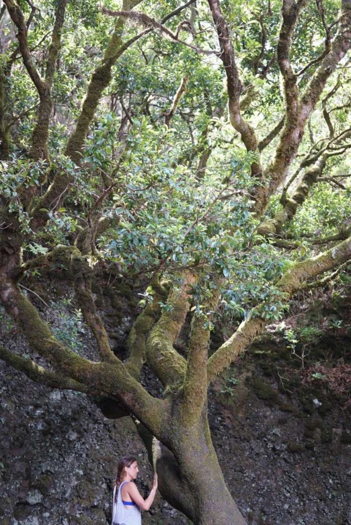 Things to do in El Hierro: Garoé tree