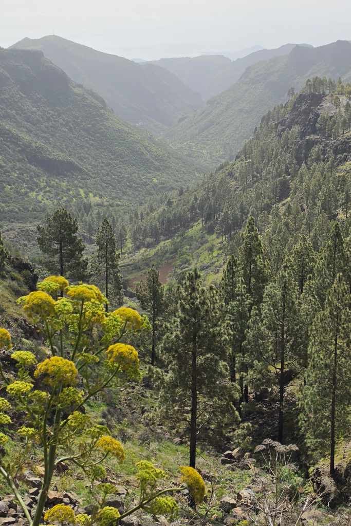 Barranco de Guayadeque