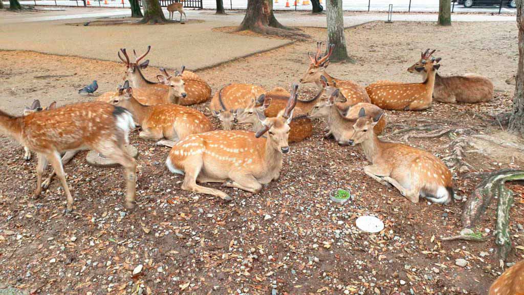 Things to do in Kyoto and Nara: deer in Nara Park