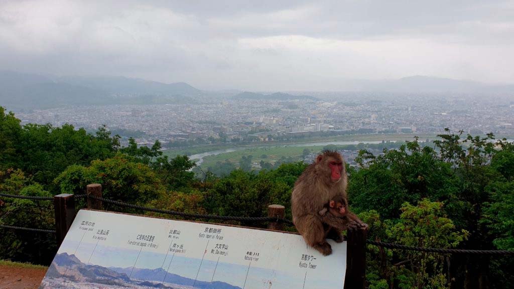 Kyoto attractions: Monkey park, Arashiyama