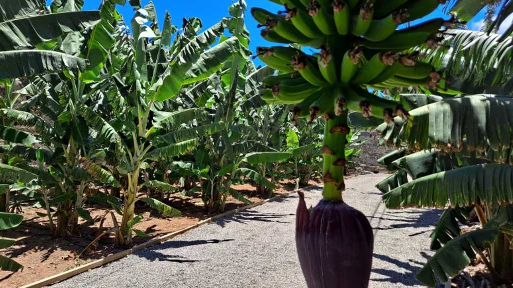 Banana museum in Arucas, Gran Canaria