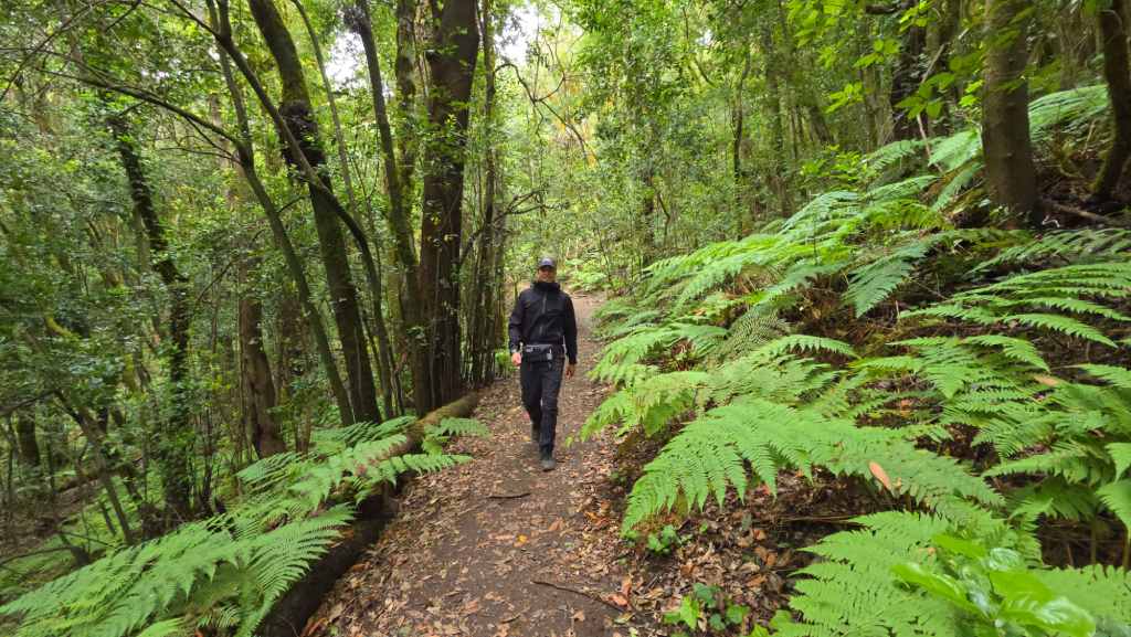 Bosque de laurisilva del Parque Nacional de Garajonay, lo imprescindible que ver en La Gomera
