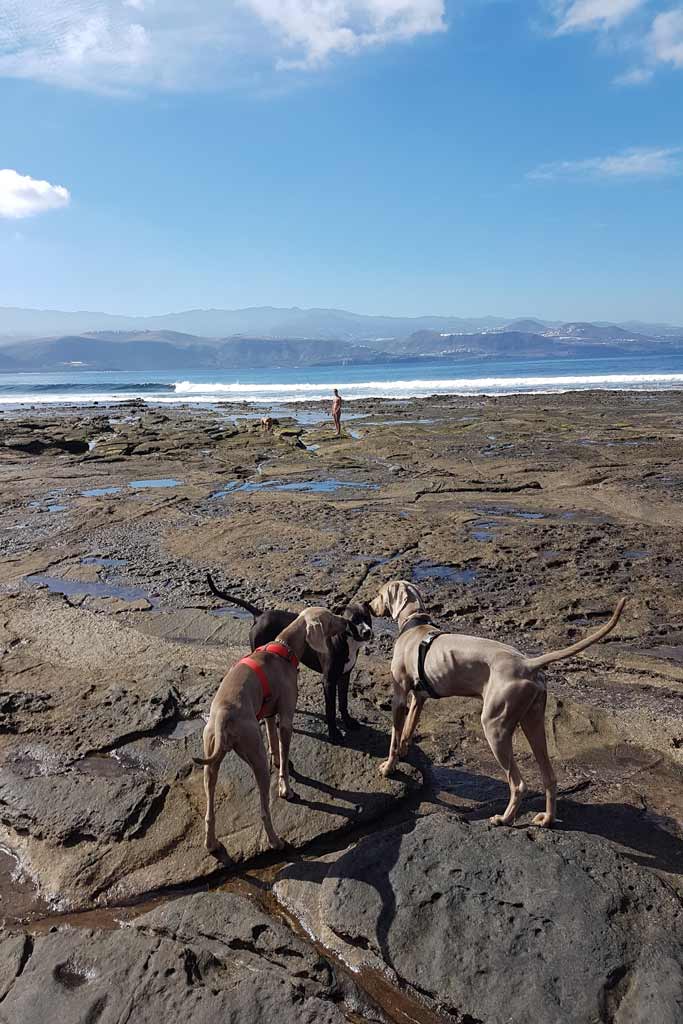 Dogs at the beach with low tide