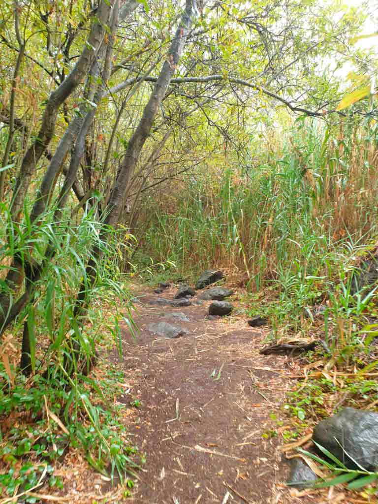 Trail in Los Cernicalos ravine