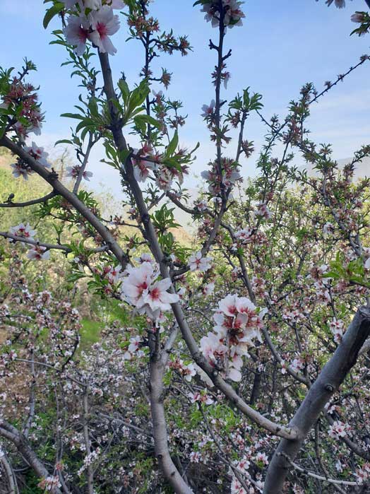 Almond blossom during the Charco de La Paloma hike