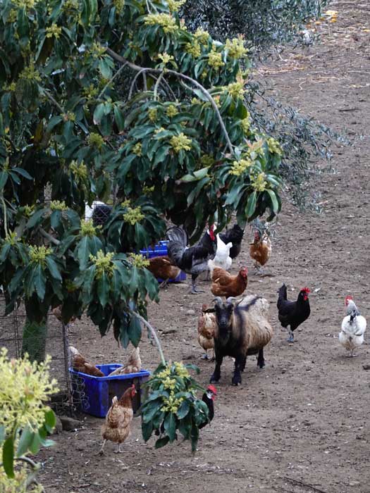 animales en finca