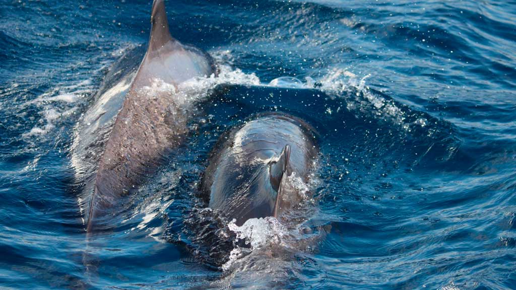 Avistamiento de cetáceos La Gomera