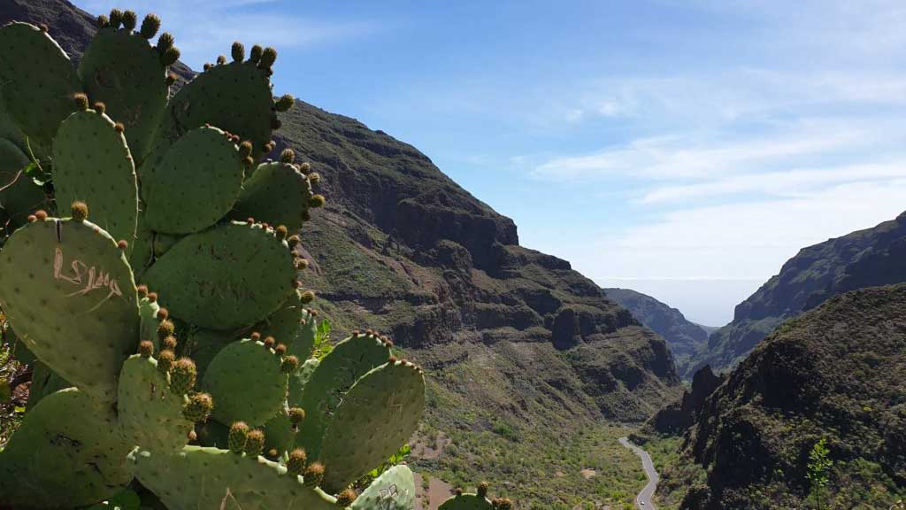 Guayadeque ravine, Gran Canaria