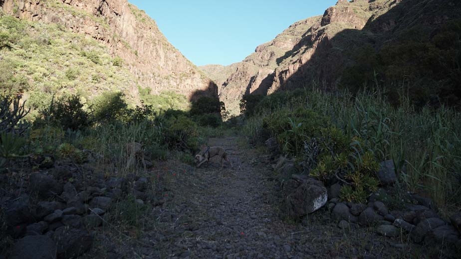 Trail along the Guayadeque Ravine