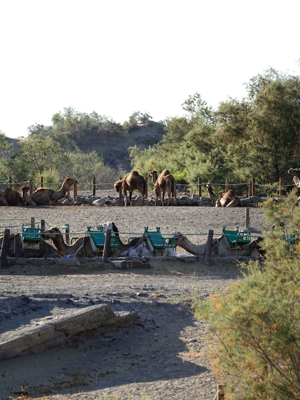 Camellos en Maspalomas, Gran Canaria