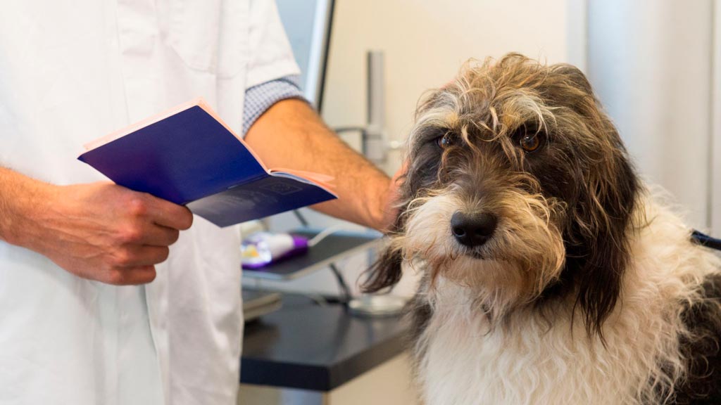 Vaccination certificates for Dog boarding in Gran Canaria