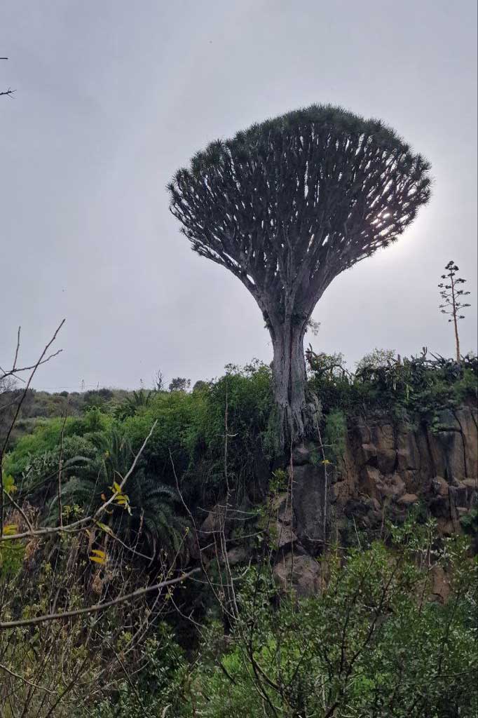 Centuries-old Drago tree of Pino Santo, Barranco de Alonso ravine