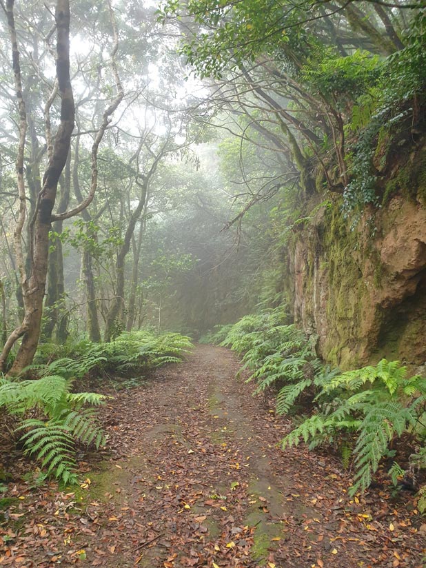 El Pijaral, qué ver en Tenerife