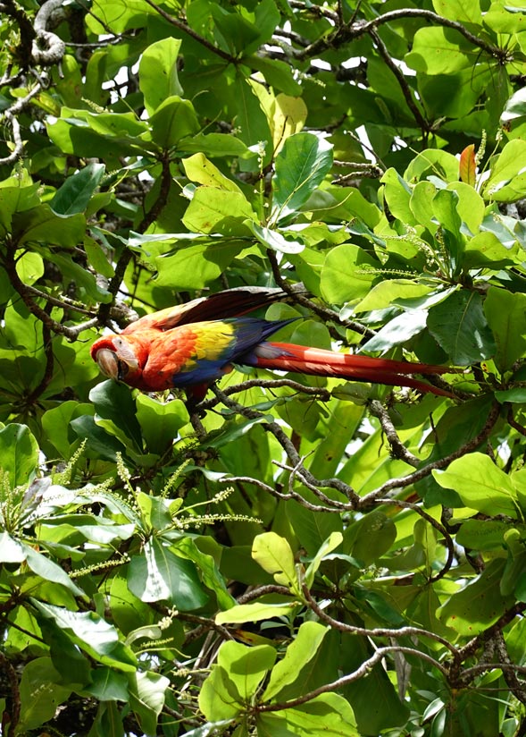 Macaw in San Pedrillo