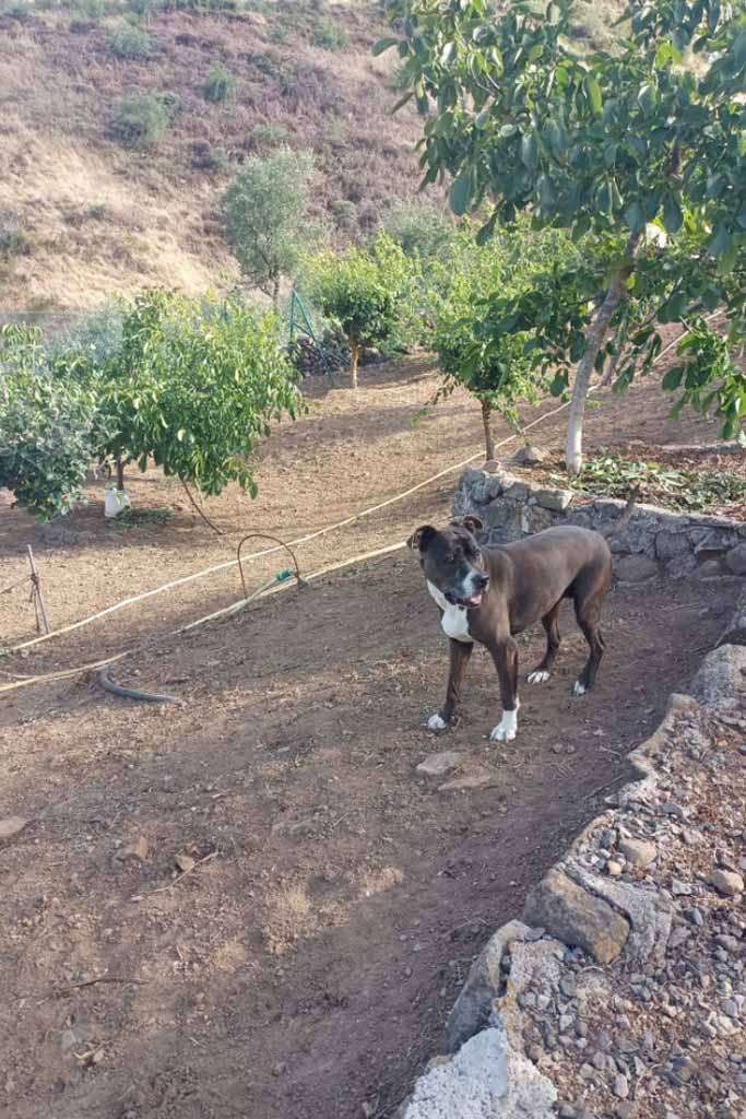Dog day-care centres in Gran Canaria, Bracos