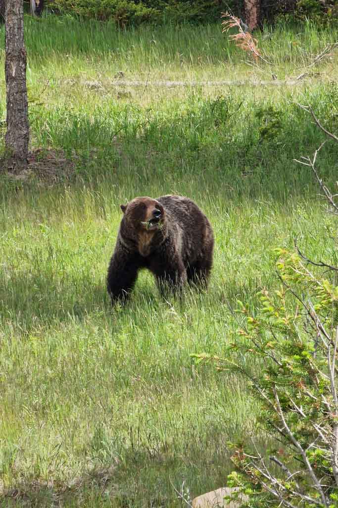 Oso grizzly u oso gris en Jasper