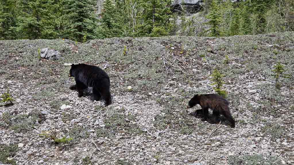 Black bears in Banff, cool places to visit in Canadá