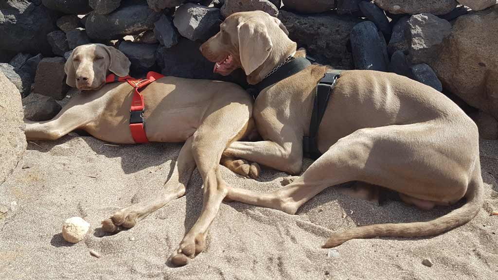 Dog friendly beaches in Gran Canaria