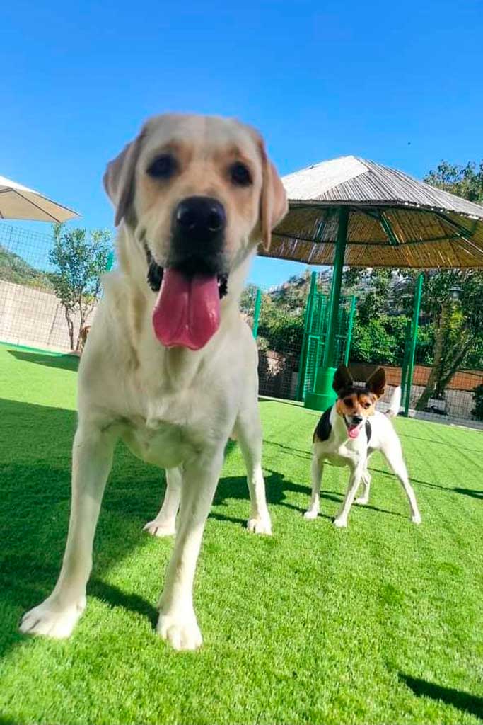 Dog kennels in Las Palmas de Gran Canaria, La Casona de Wendy