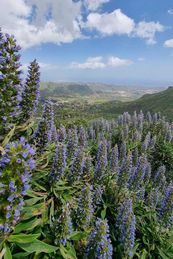 Tajinaste azul hike and views to Valsequillo