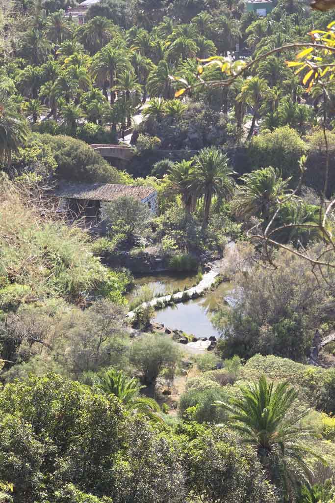 Vista de una de las charcas desde la parte alta del Jardín Canario
