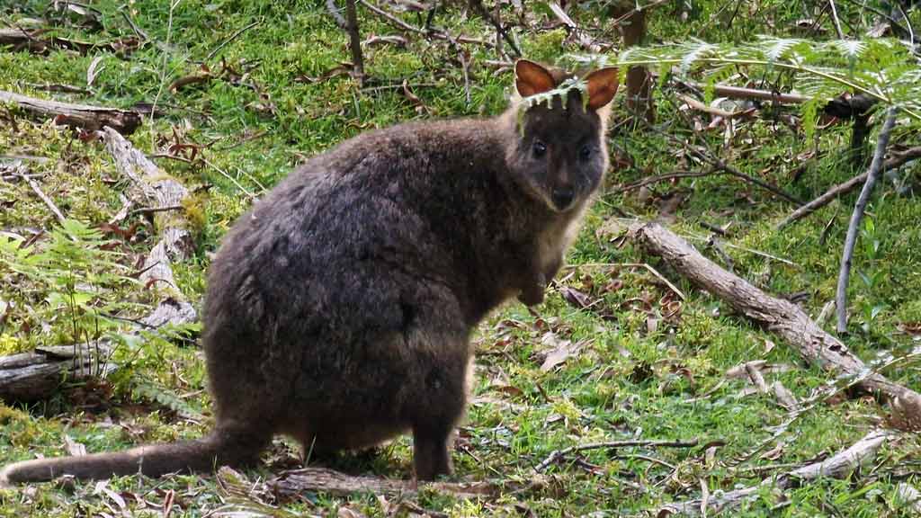 Walabi, un animal que ver en Tasmania