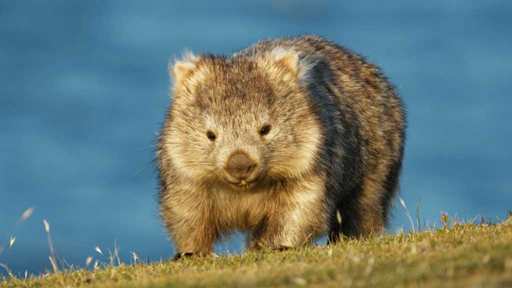 Wombat en Tasmania